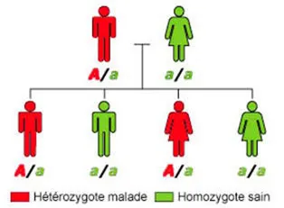 Schéma illustrant la transmission génétique du gène muté responsable des cavernomes.