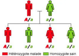 Figure 4 Sur ce schéma, le père possède le gène NOTCH3 muté (A) responsable de CADASIL. Il a un risque sur deux de transmettre ce gène à ses enfants, qui développeront à leur tour la maladie. La transmission se fait de la même manière si c’est la mère qui est atteinte. Dans quelques cas exceptionnels identifiés, la mutation du gène NOTCH3 est survenue « par hasard » (mutation de novo), sans avoir été transmise par l’un des parents.