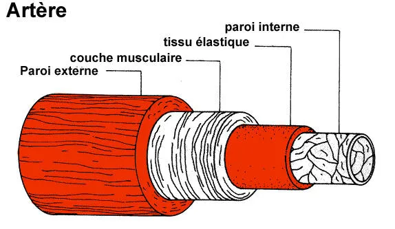 Figure 1 Une artère est une sorte de tube flexible constitué de différentes couches (ou tuniques) concentriques. L’une d’elles est une couche musculaire solide et élastique qui permet de maintenir le diamètre de l’artère et d’assurer la circulation du sang. Le gène NOTCH3 joue un rôle dans le développement de cette couche musculaire